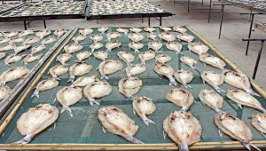 海魚、魚肉烘干機干燥魚干