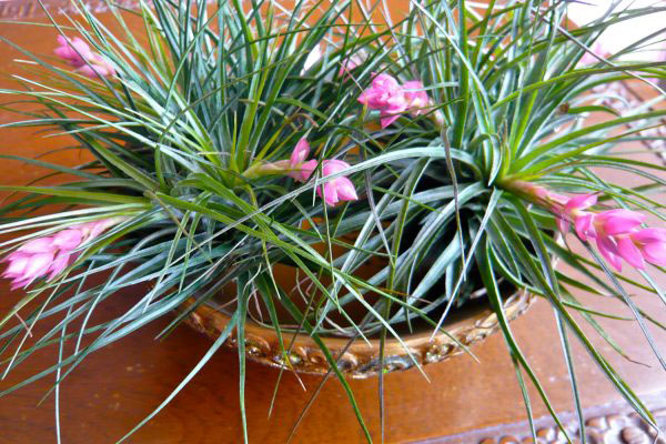 1522115584238651.jpg 鐵蘭.jpg